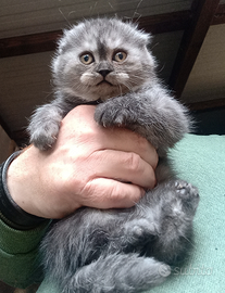 Scottish fold