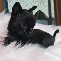 Cucciola chihuahua