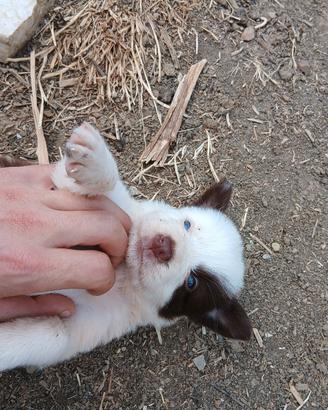 border collie