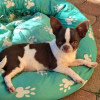 Chihuahua maschio con Pedigree