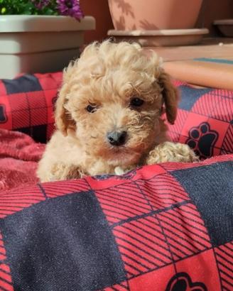 Cuccioli di barboncino