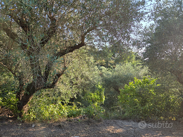 2 Terreni agricoli con pozzo minturno