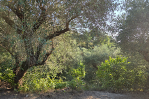 2 Terreni agricoli con pozzo minturno