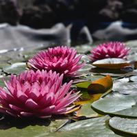 Piante acquatiche da laghetto, acquario, biolago