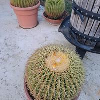 Echinocactus Grusonii detto cuscino della suocera
