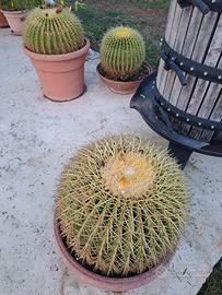 Echinocactus Grusonii detto cuscino della suocera