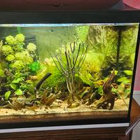 acquario 
