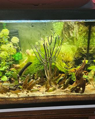 acquario 