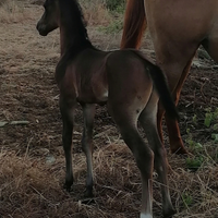 Puledro Anglo arabo