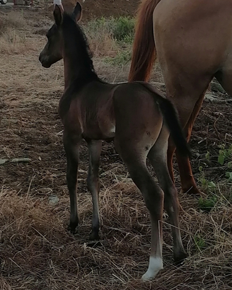 Puledro Anglo arabo