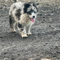 Border Collie blue merle