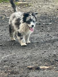 Border Collie blue merle