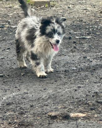 Border Collie blue merle
