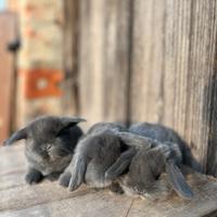 Coniglio ariete nano