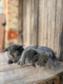 Coniglio ariete nano