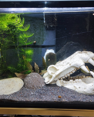 Acquario completo