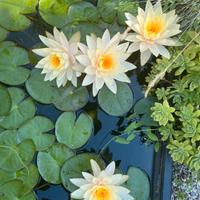 Ninfee pianta giardino laghetto