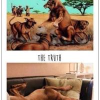 Cani caccia e compagnia