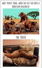 Cani caccia e compagnia