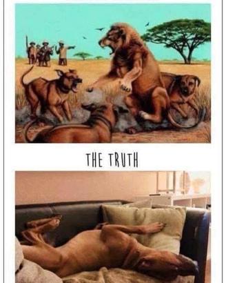 Cani caccia e compagnia