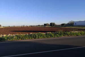 Terreno seminativo Uliveto