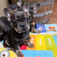 Bulldog francesi blue tam femmina