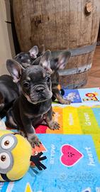 Bulldog francesi blue tam femmina