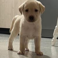 Cuccioli di labrador