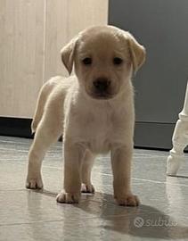 Cuccioli di labrador