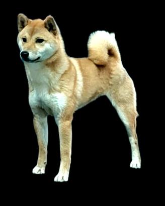 Shiba inu