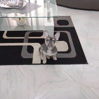 Bulldog francese