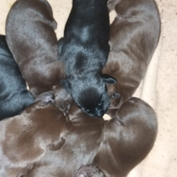 Cuccioli di labrador