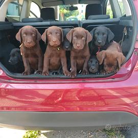 cuccioli di labrador 