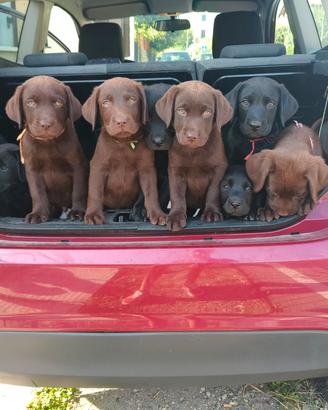 cuccioli di labrador 