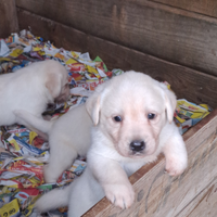 Cucciole labrador miele