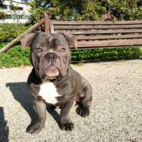 Per Monta - Stallone American Bully Exotic