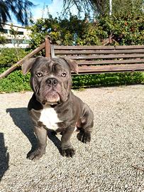 Per Monta - Stallone American Bully Exotic