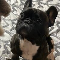 Bulldog francese per monte