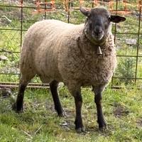 Suffolk x merinos