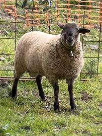 Suffolk x merinos