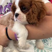 Cavalier king Pedigree Enci