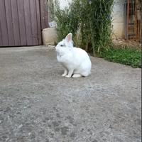 Coniglio nano testa di leone