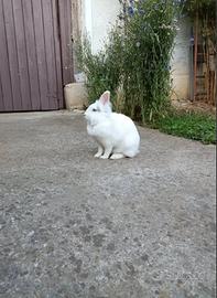 Coniglio nano testa di leone