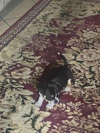 Chihuahua