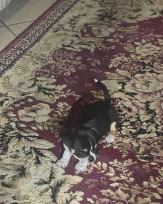 Chihuahua