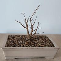 prebonsai di melograno nano
