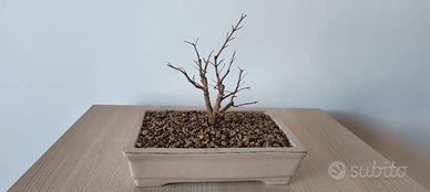 prebonsai di melograno nano