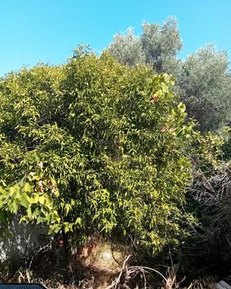 Casa indipendente su due livelli con cortile