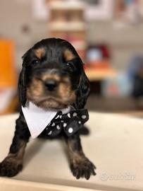 Cocker nero focato con Pedigree