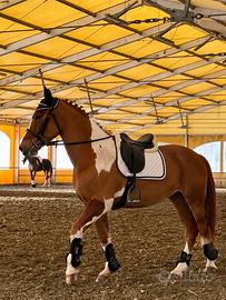 Pony maschio 9 anni